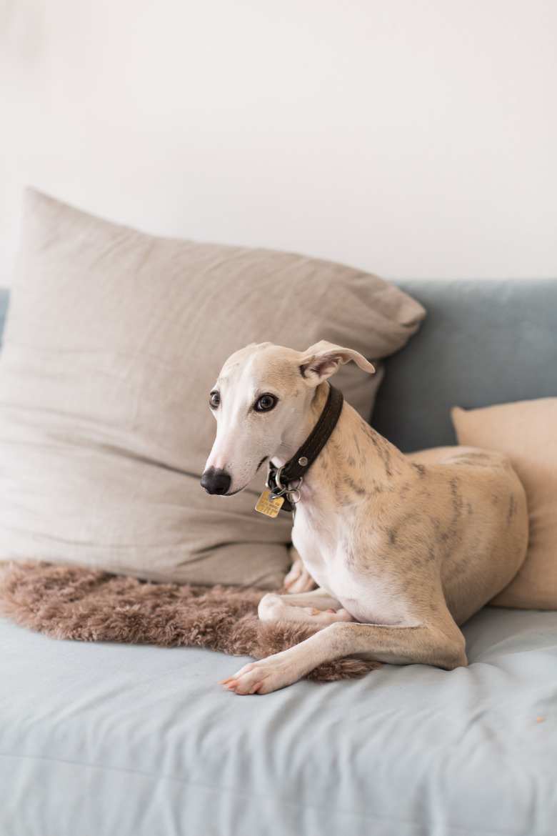 Greyhound dog resting on couch