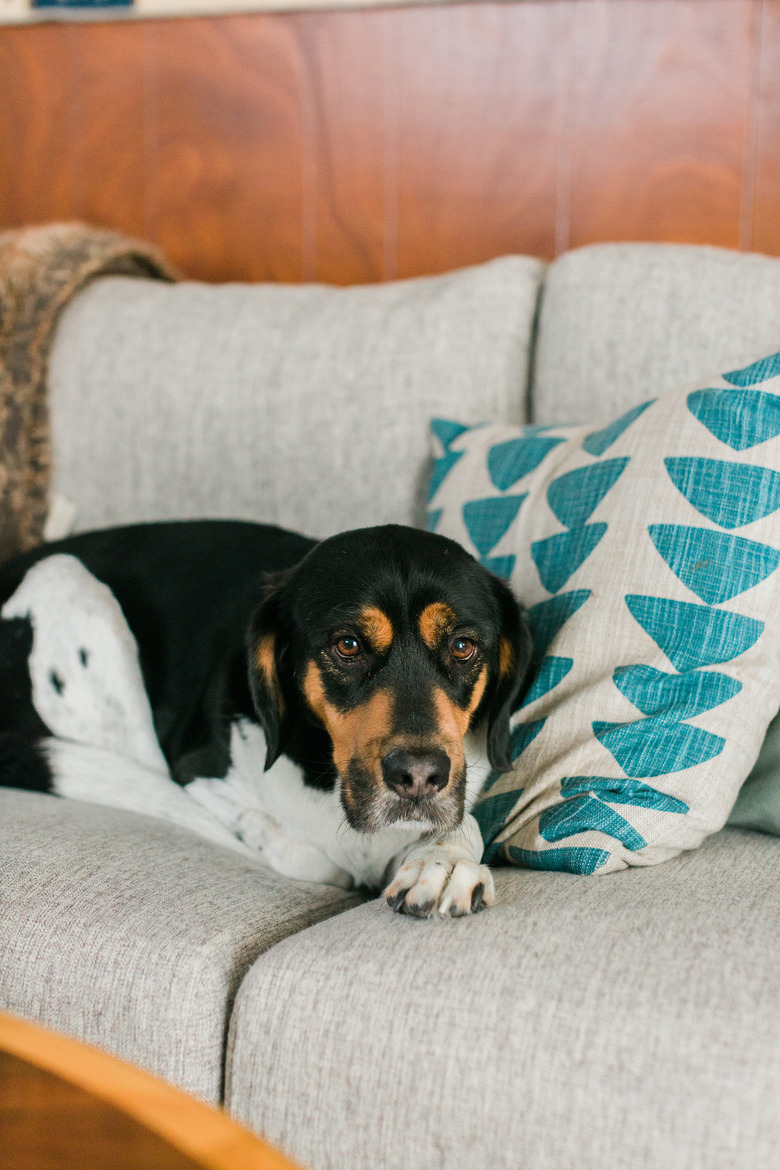 Hound dog on couch