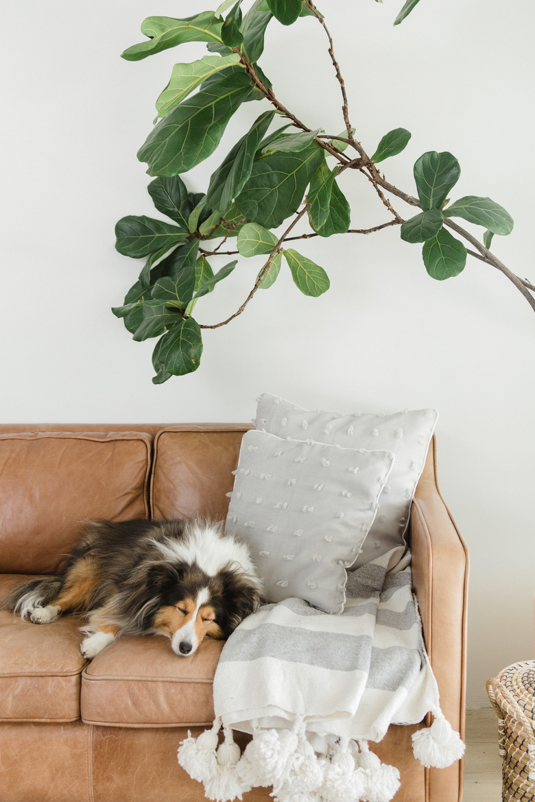 Dog sleeping on leather couch with blanket