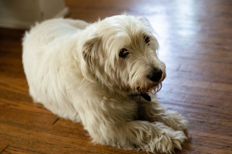White Westie dog