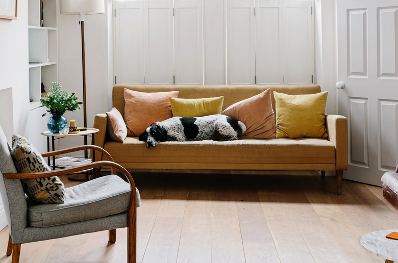 Spaniel/Pointer mix dog on couch
