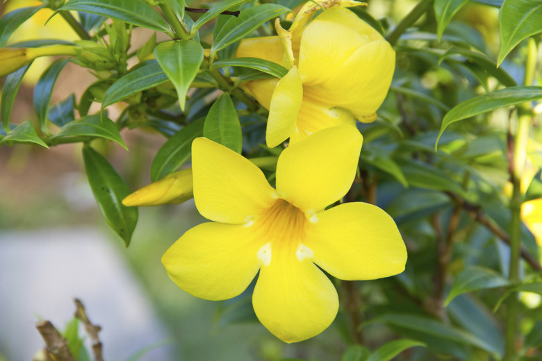 Golden trumpet flower