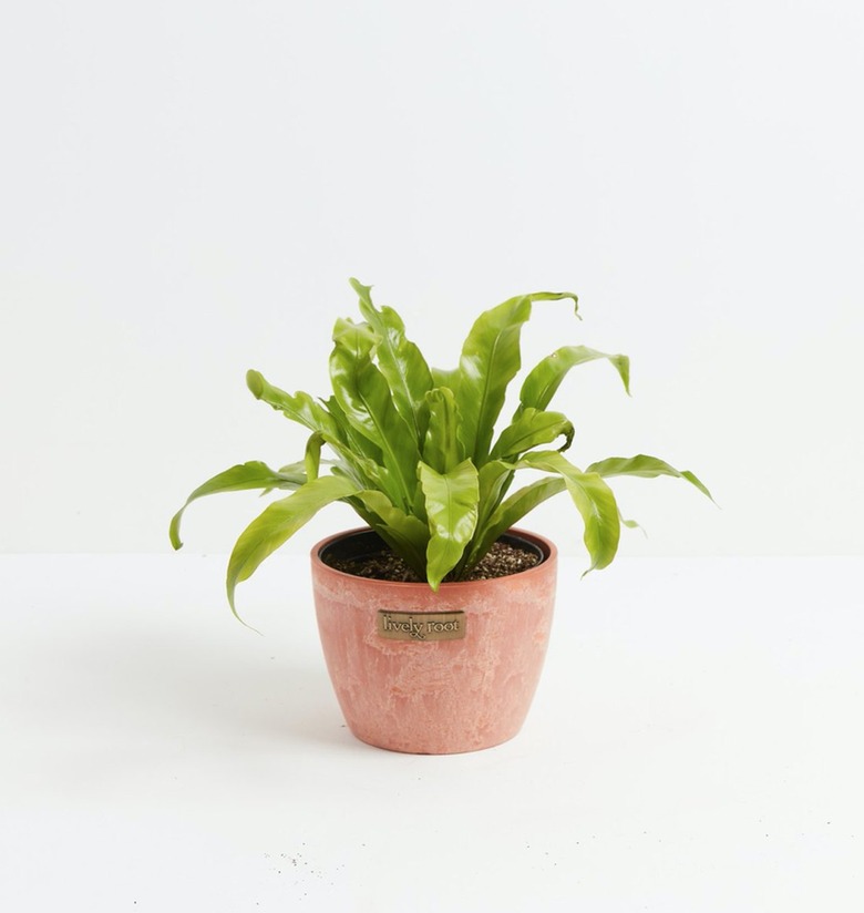 potted bird's nest fern