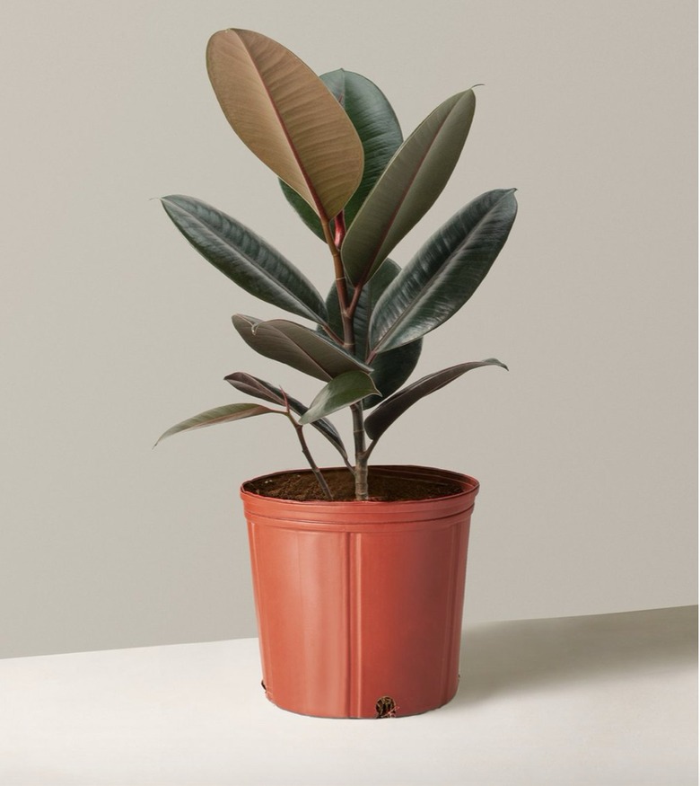 Potted Rubber Tree