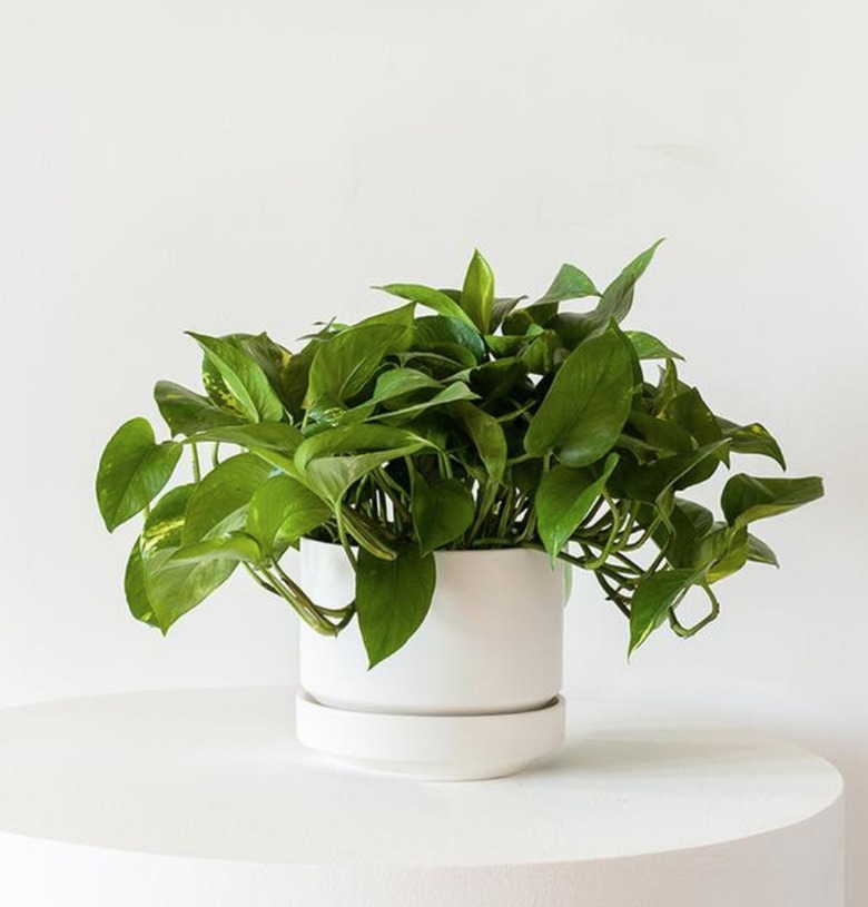 potted Pothos plant