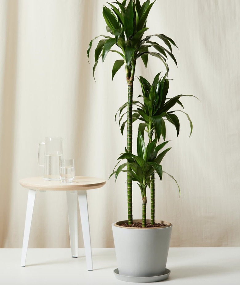 Potted Dracaena Elegance