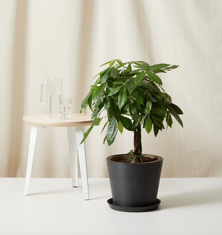 potted money tree