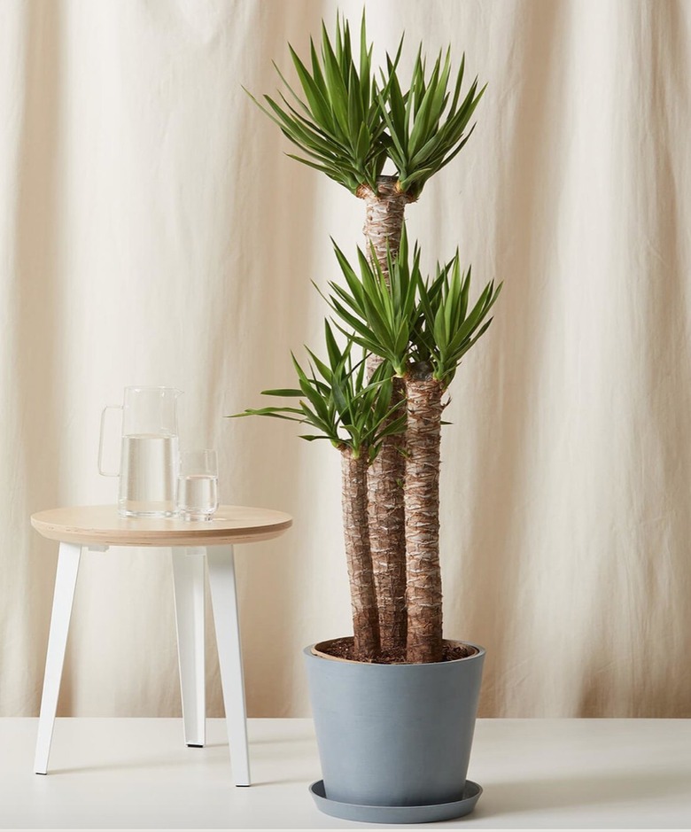 staggered yucca in gray pot