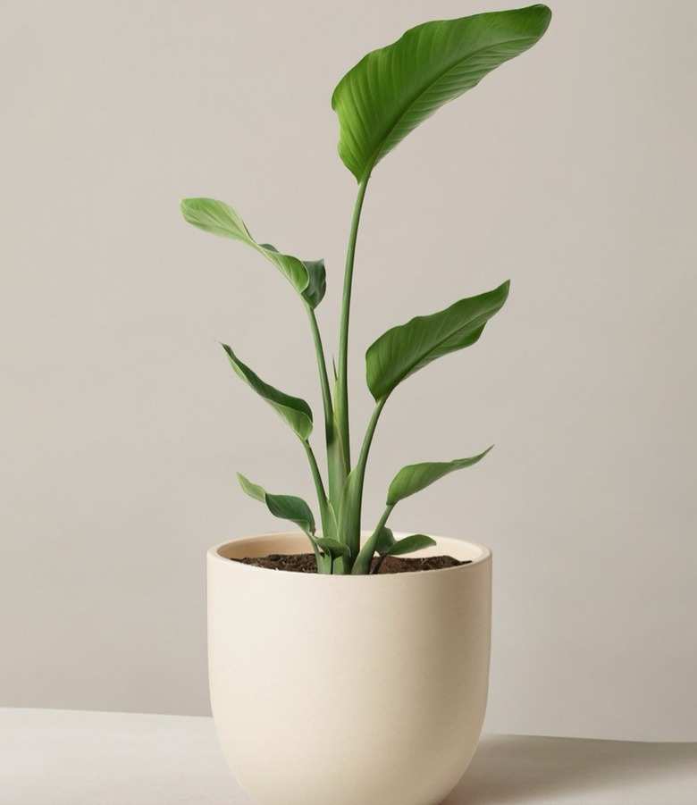 The Sill Bird of Paradise