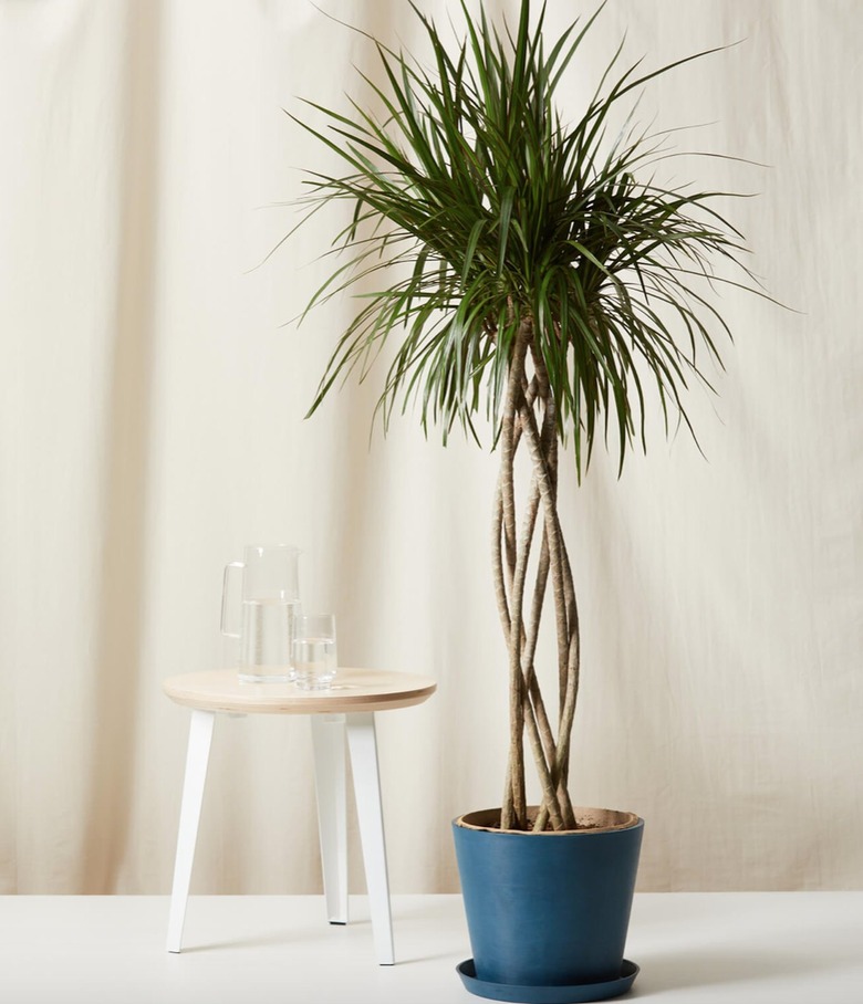 Dracaena Marginata in a blue pot