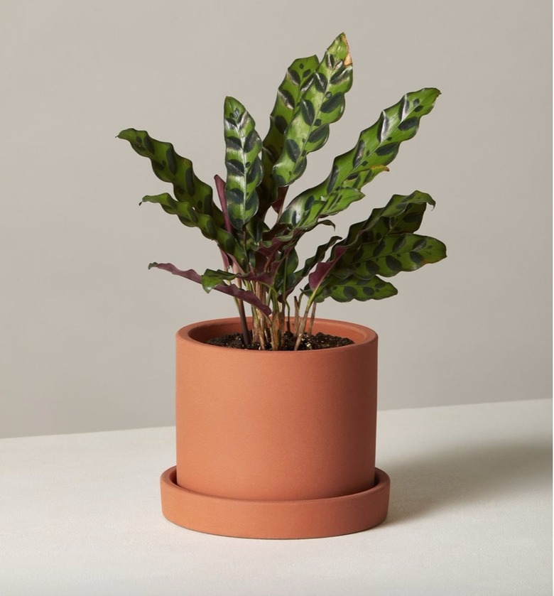 potted Calathea Rattlesnake