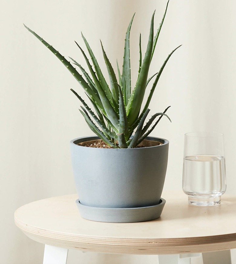 potted Hedgehog aloe