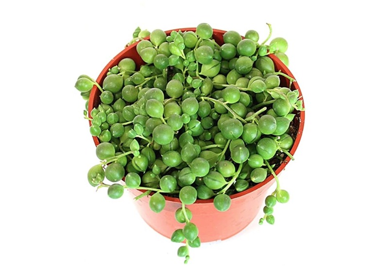 string of pearls succulent