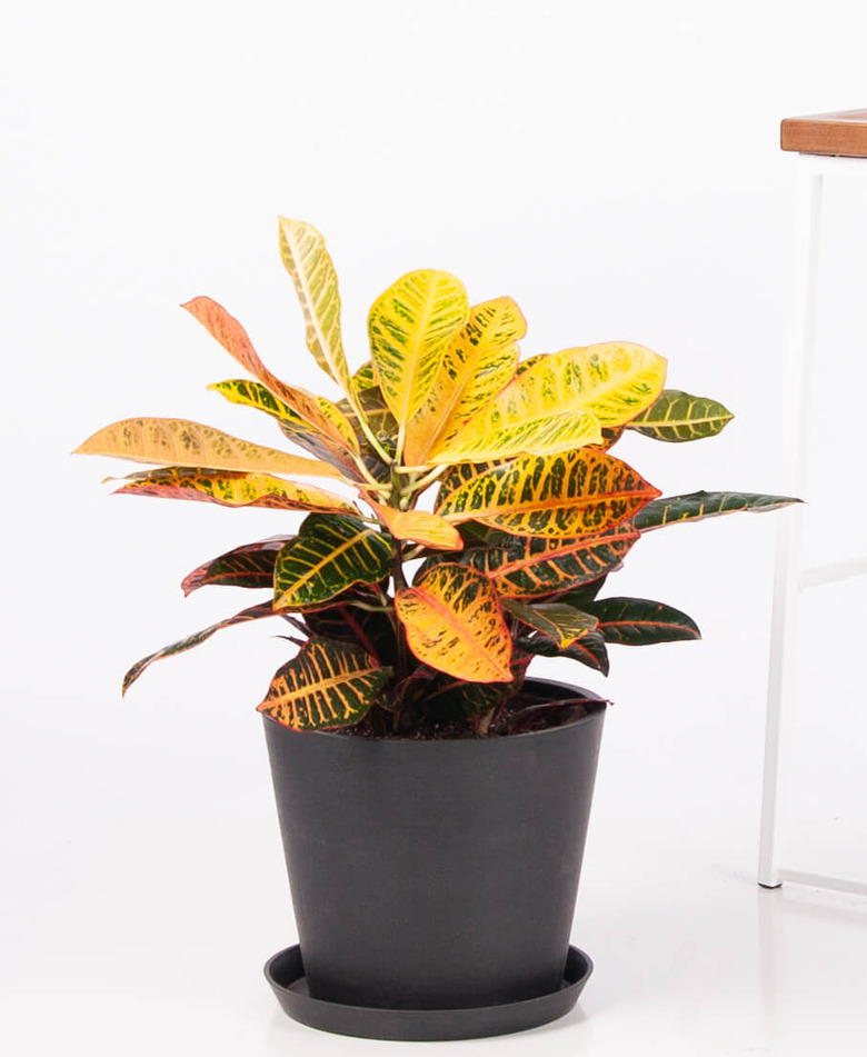 Croton plant from Bloomscape