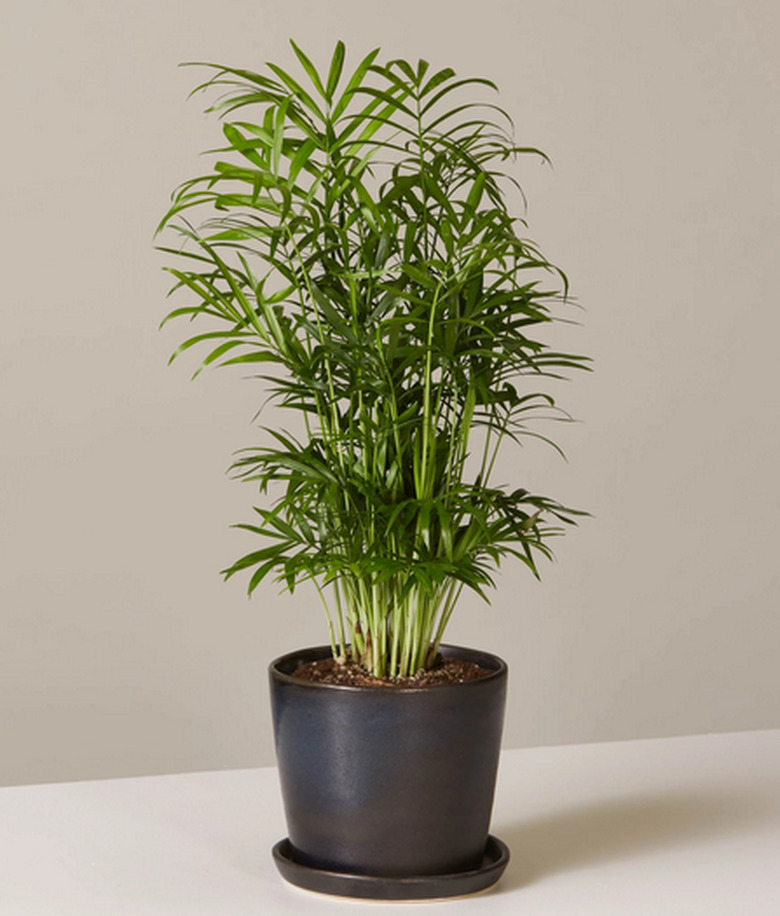 Parlor Palm Plant