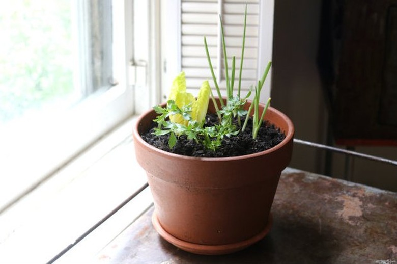 Planter in windowsill with veggies growing