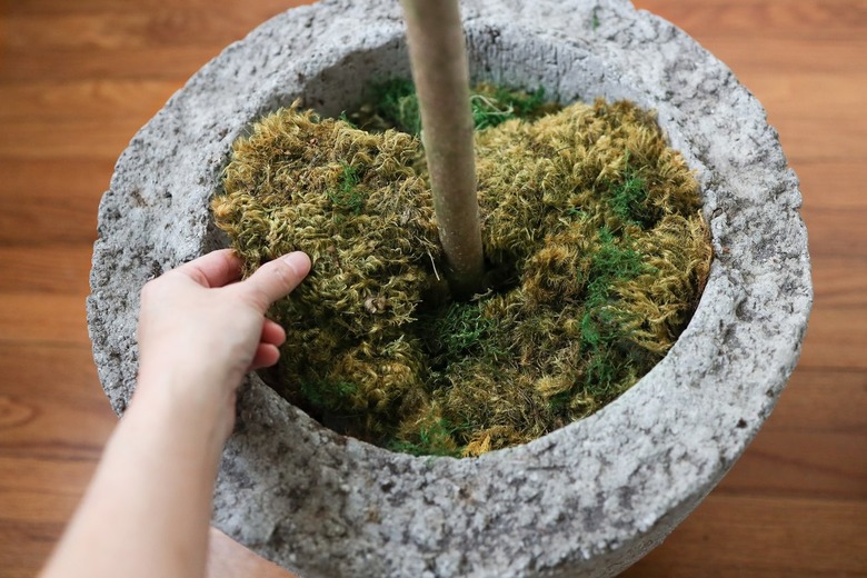 Placing preserved mood moss on top of planter pot