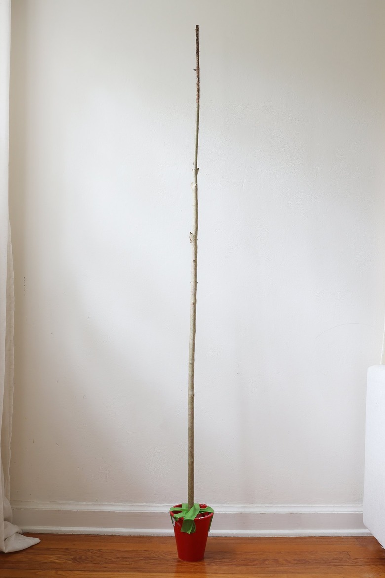 Tree branch set in cement inside a red plastic bucket and secured with green painter's tape