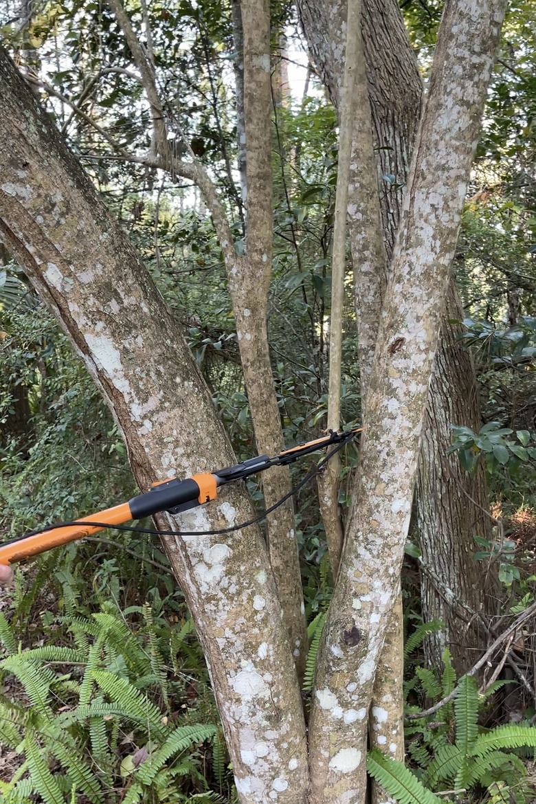 Cutting down a tree branch with a tree trimmer
