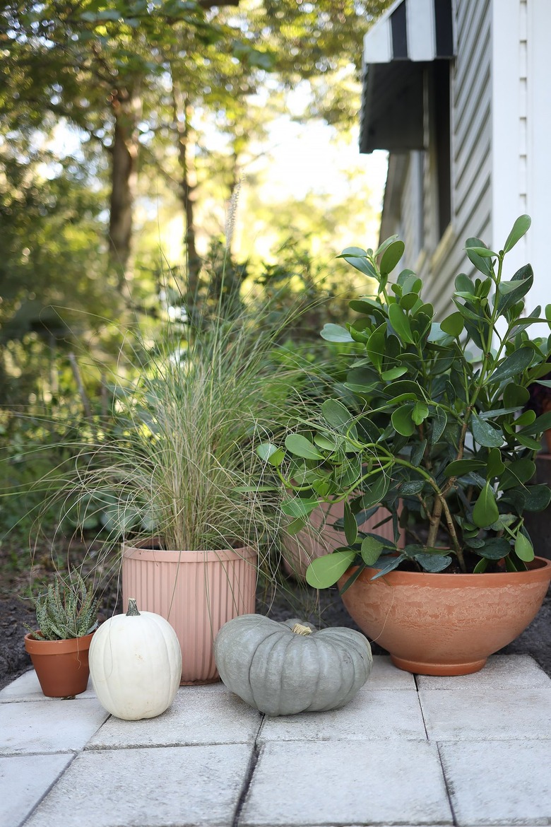 Plants in terra cotta planters with a green and white pumpkin