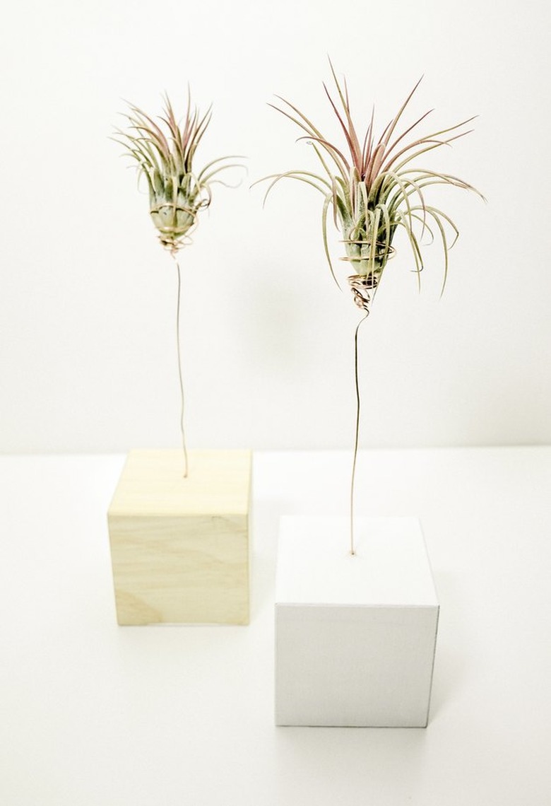 Air plant holder