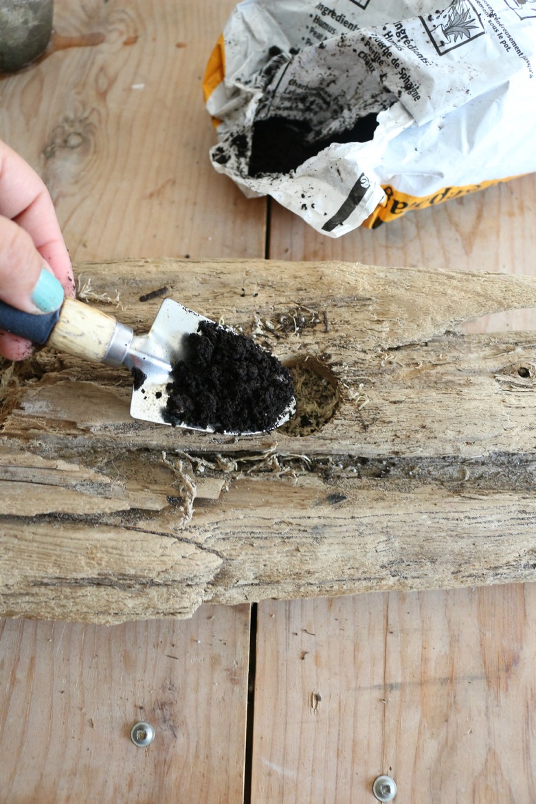 Fill hole with potting soil.