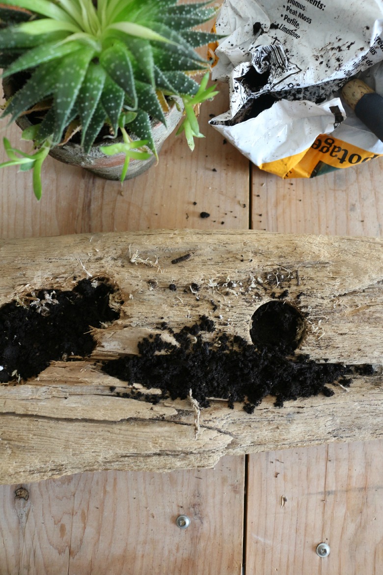 Fill crevices with soil.