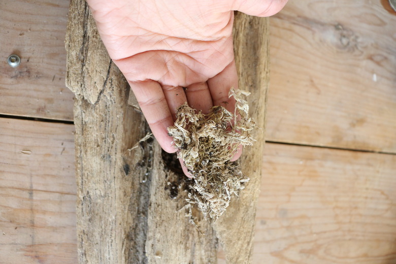 Placing Sphagnum moss into holes.