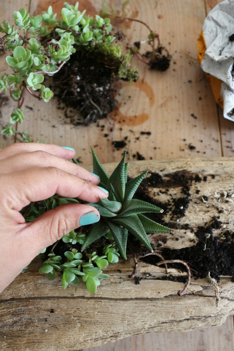 Place succulents into soil.