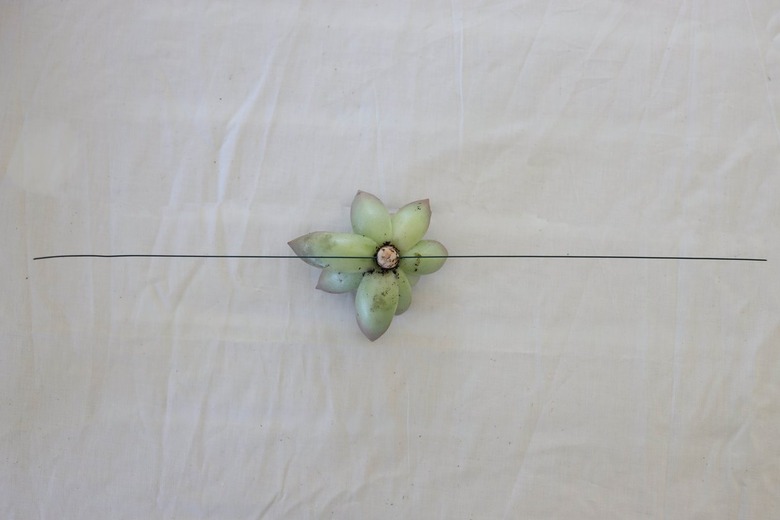 Floral wire inserted horizontally through succulent stem