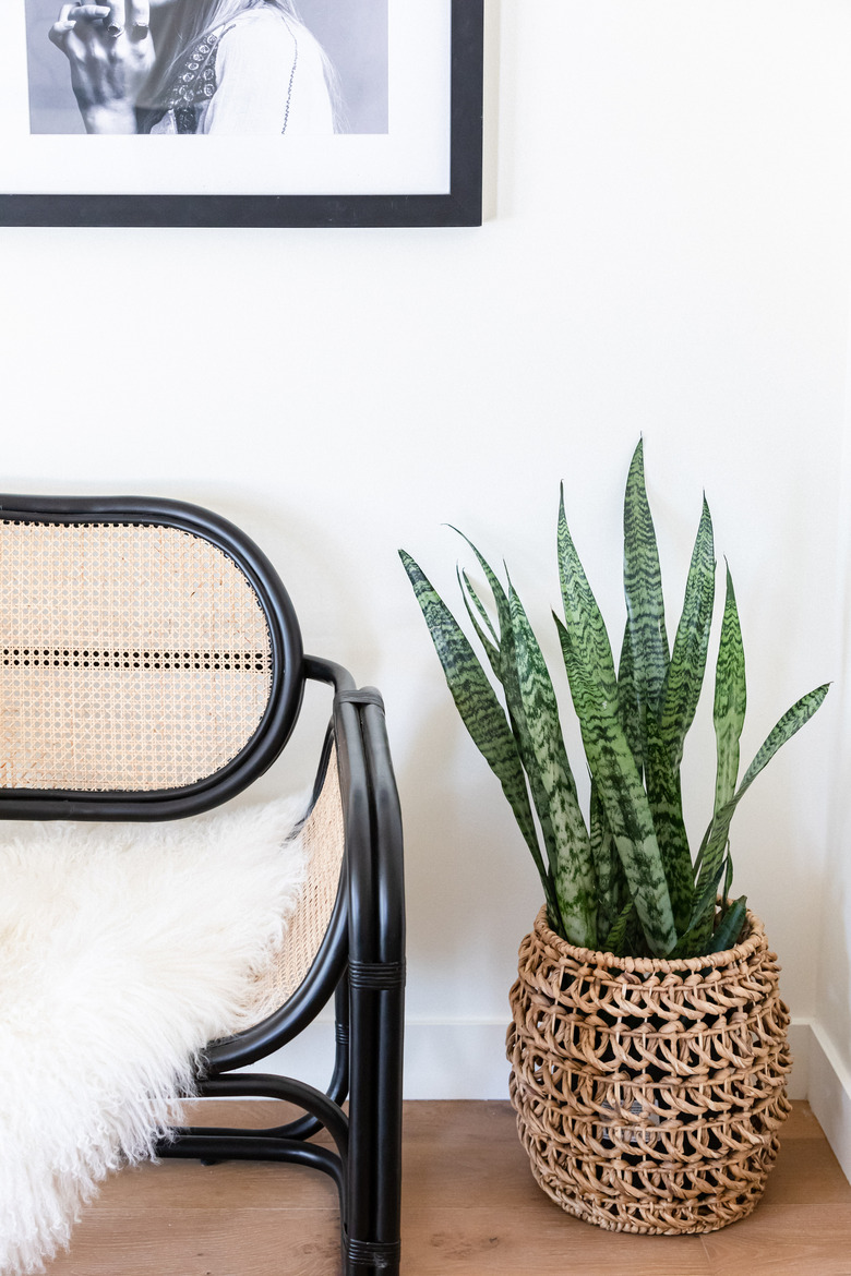 Snake plant in basket planter next to black and cane chair