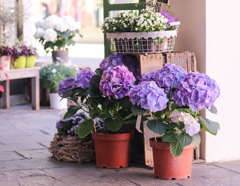 Pots with beautiful blooming blue and white hydrangea flowers for sale outside flower shop. Garden store entrance decorated with rustic style wooden box and craft flower pots.
