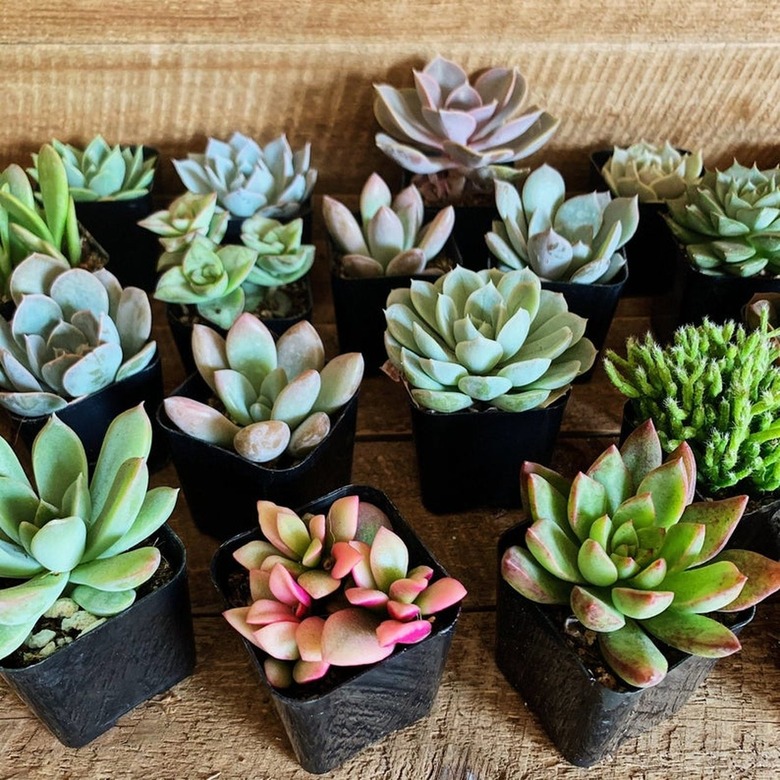 a group of succulents in various colors