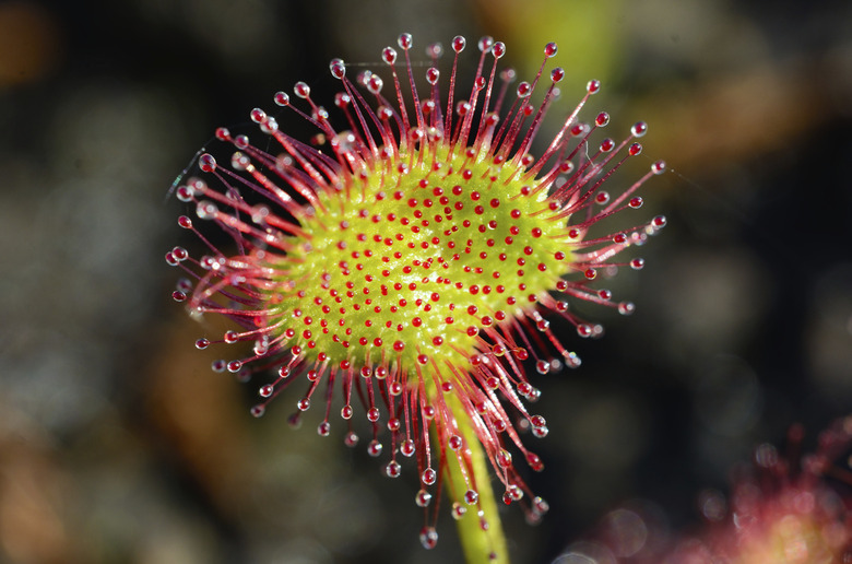 Round-leaved Sundew -Drosera rotundifolia- leaf blade with secretion tentacles