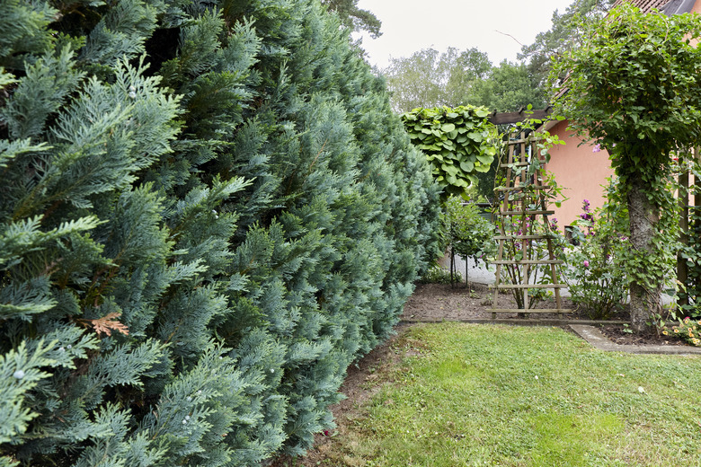 Large thuja hedge