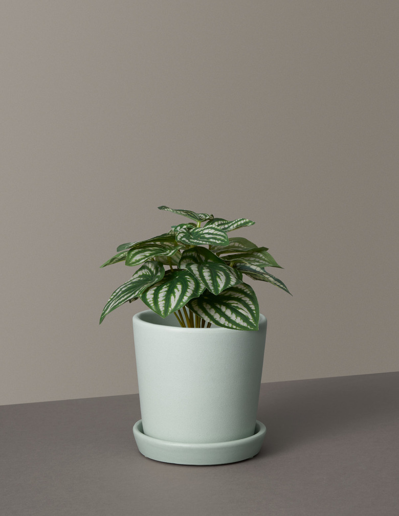 faux watermelon peperomia plant in blue planter