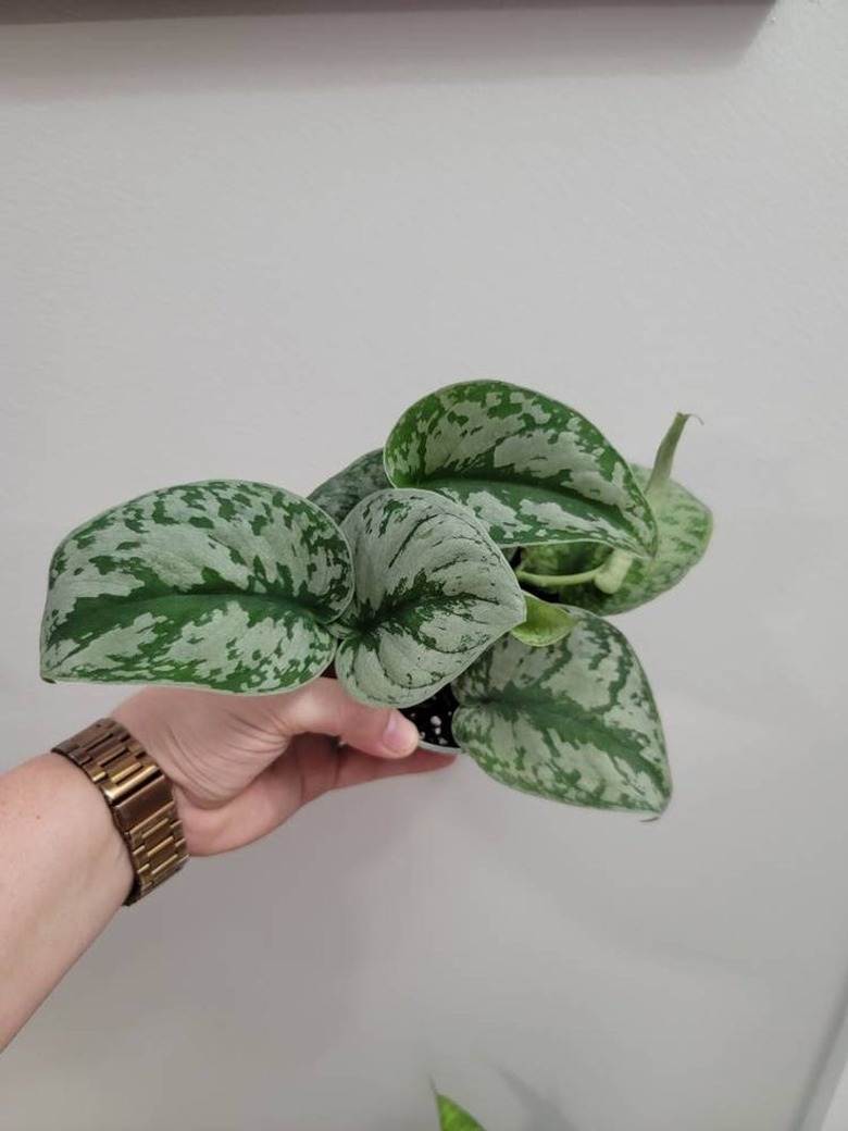 etsy Brown Plant Girls