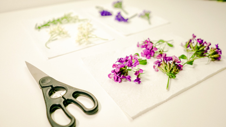 Framed Pressed Flowers DIY