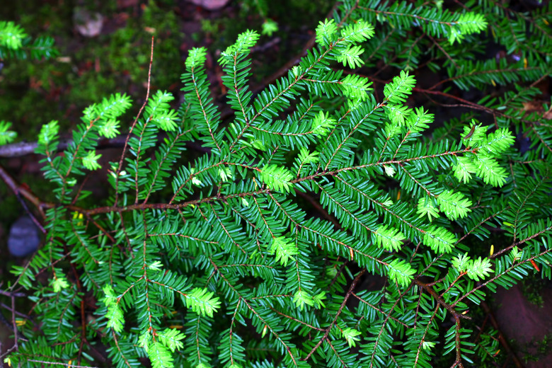 Eastern Hemlock Tsuga canadensis
