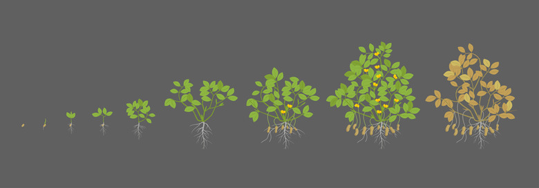 Growth stages of peanut plant. Peanut increase phases. Vector illustration on a dark background. Arachis hypogaea. Also known as the groundnut