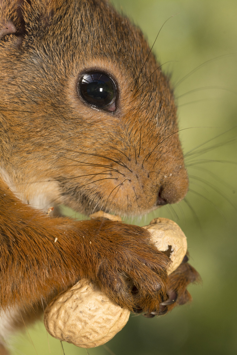 Squirrel eating peanut