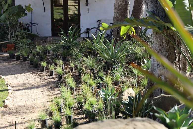 plant in pots preparing to be add to the landscape