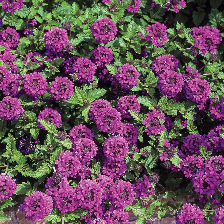 Homestead Purple trailing verbena