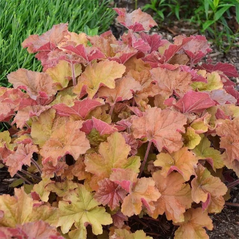 Caramel coral bells planted in a garden