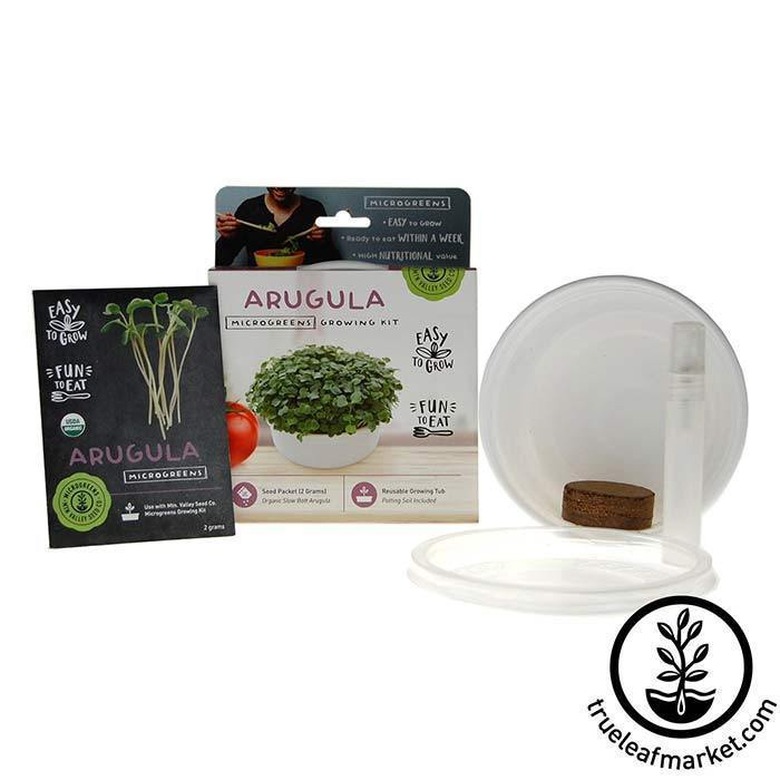 Arugula microgreens growing kit