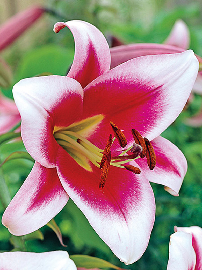 Close-up of pink lily