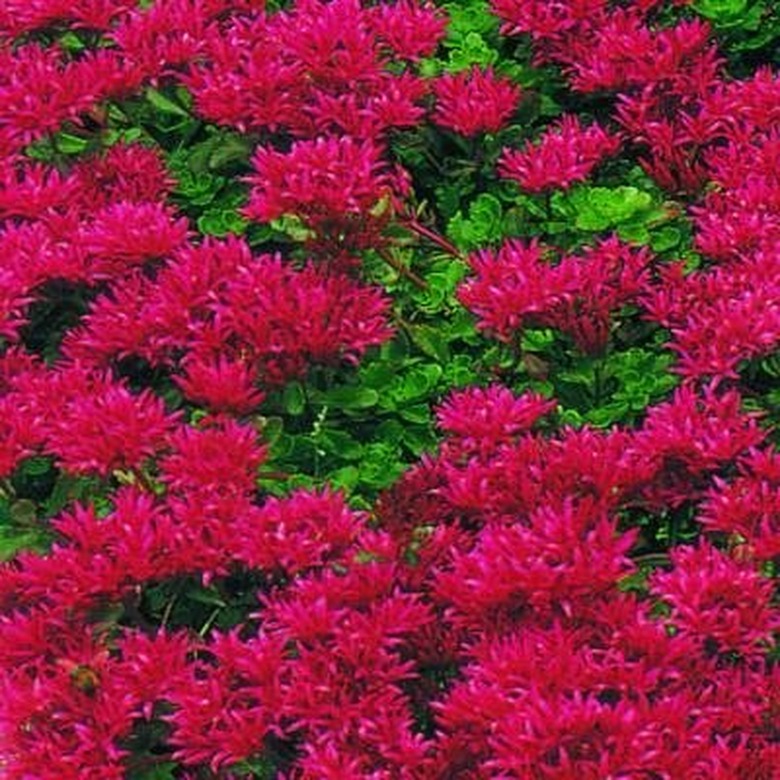 Patch of dragon's blood sedum flowers