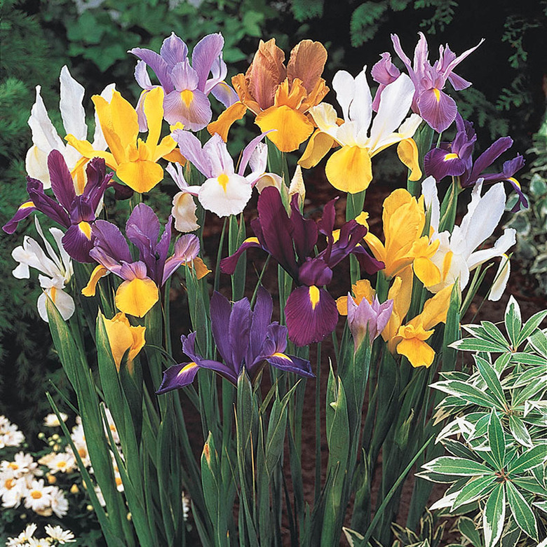 Mix of irises