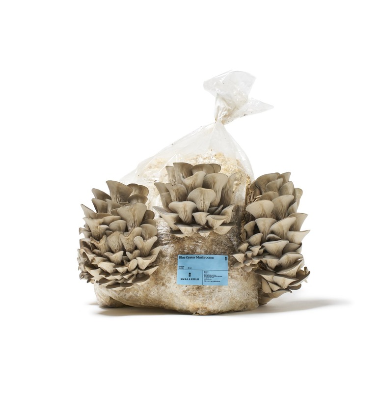 Smallhold Blue Oyster Grow Kit