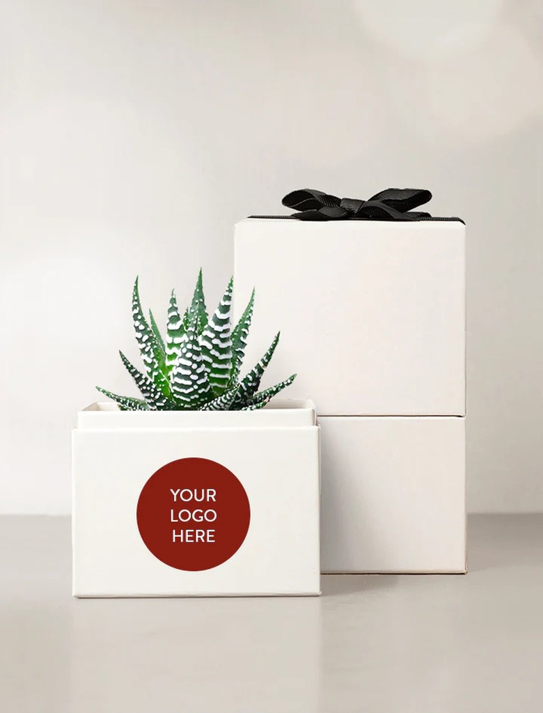 Plant from Lula's Garden